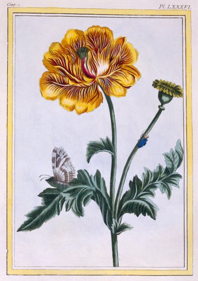 Double Creeping Buttercup, Ranunculus Repens Var: Pleniflorus, c.1776 by Pierre Joseph Buchoz